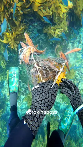 this wasn't meant to happen (fish were ok) #kina #asmr #pestcontrol 