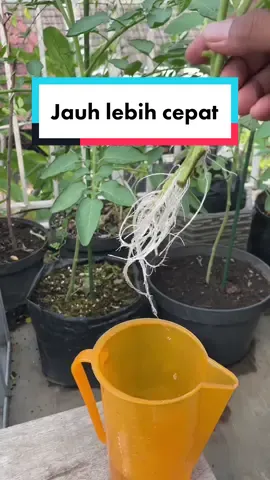 1 minggu akarnya udah gondrong banget  #infarm #infarmid #berkebun #hack 