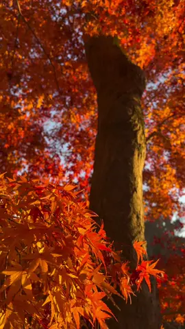 Autumn in Japan #japan #autumn #japon #trees #orangeleaf #orangetree #mood #orange 