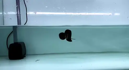 Black Arowana⚫️⚫️ 黑龍 🐲25cm⚜️