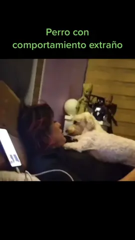 Perro con comportamiento extraño #fantasmas #paranormal #brujas #ouija #lallorona #leyendas #miedo #historias #espiritus #almaenpena 