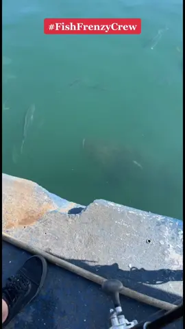The crazy bird is back and almost flew right into the giant grouper’s mouth… #fishfrenzycrew #fishtok #grouper #goliathgrouper #GenshinImpact33 #viral #florida #fishing #fyp #giantfish #crazybird #closecall #trendingvideo #pleaserepost 