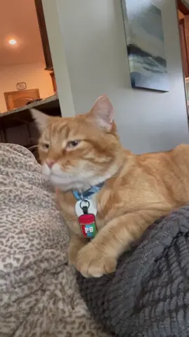 chonk’s sweetest moments💗 #fyp #foryoupage #cat #catsoftiktok #chonkandbeans 