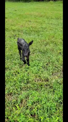 I da pappy boss #livestock #ranch #bull #ranchtok #cow #cowboy #cowtok #cattle #angus #nfr #GenshinImpact33 #fyp 