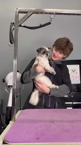 #dogs #doggrooming #dogsbylogan #shihtzu #papillon #cutedogs #funnydogs 
