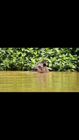 A Anta no Samba do Approach 😁  Esse dia estavamos de barco pelo rio São Lourenço navegando em busca de onças-pintadas e avistamos duas antas (Tapirus terrestris) dando uns mergulhos e passeando pela margem....   🎥  Biologu Gaspari   #protapir #tapir #pantanaljaguarcamp #parqueestadualencontrodasaguas #Pantanal #Anta #bbcbrasil #wildlifephotographer #wildanimals #wildlifevideos #natgeobrasil #faunasilvestre #mamiferos #mammals #nature #natureza #salveopantanal #sospantanal #destinosturisticosmt #matogrosso_brasil #natureismetal #wildlife #faunabrasileira #pantanaloficial 