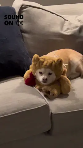 Christmas came early, and they HATE every minute of it.   #alaskankleekai  #christmas  #cozy  #foryoupage  #hersehy  #roxy  #dadThisIsntFunny  #tiktok 