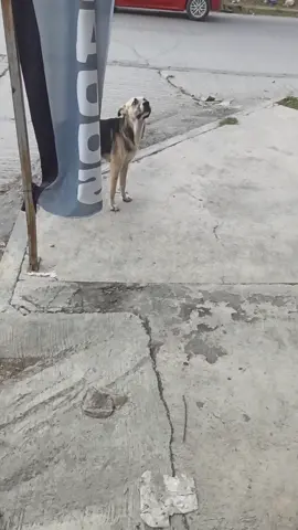 Mi perrito me ve y se hace loco Ta chiquito #perritos #perritostiktokers #perritos #sueltos #dorito #bb