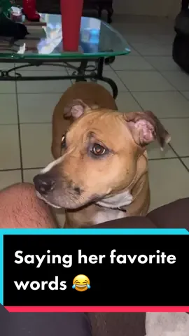 Saying your dogs favorite words on the phone #dogsoftiktok #dogsreaction #dogs #funny #fyp #pitbull #dogsfavoriteword #funnydog #sillygoose #sillygoofymood #PetsOfTikTok #petlover #pets #family #furbabies #Love #petstory #pov #cutedog 