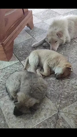 Do you feel the love and the relaxation? 🥺🥰😍 #dog #puppy #daddyofdogs 