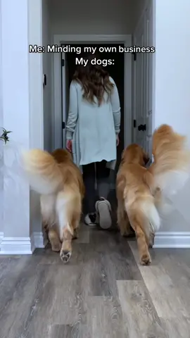 Just some feather dusters on a mission 🍑🪶 #dogsoftiktok 