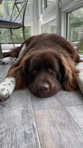 On Wednesday’s we wear pink  #newf #newfoundlanddog #newfie #meangirls #dogs #dogsoftiktok #funny #funnydog #floof #trending #fyp #cutedogs #PetsOfTikTok #floofy #chewy 