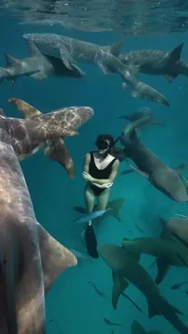 Nurse sharks are generally harmless to humans 🦈 In fact, most shark species are harmless – sharks get their bad reputation from films and the media. Humans are not food for sharks and often the sharks involved in accidents with humans were actually hunting for human-sized preys such as seals or dolphins. Would you visit Maldives and swim with then? 📍Maldives 🇲🇻   Ig: @alexkyddphoto