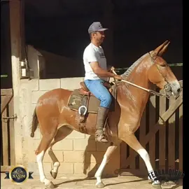 Mula Fortuna do Haras Xaxim em treinamento com Fernandinho  #galanteraf #harasxaxim #muar #brasil #horse#muladeiro #AnimaisNoTikTok #tiktok #FashionTikTok 
