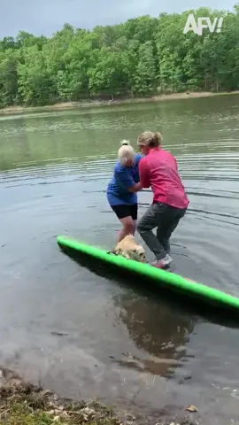 That dog went from paddle board to doggy paddle real quick! 🐶 #fail #fall #clumsy #paddleboard #dog #pets #afv #funny