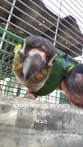 #חוותקרןאור #תוכיםזההחיים❤🦜 #חיותמצחיקות #פוריו #תחרות #כוכבנולד #parrotsoftiktok #tiktok #fyp #veganfortheanimals #vegantiktok 