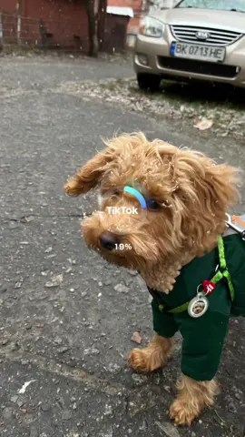 Це безумно мило! Не можу не виставити❤️