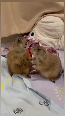 Jeffery & Martha (source material from chifchubstory via Insta) #animalvoiceover #voiceover #funny #cute #animals #klrdubs