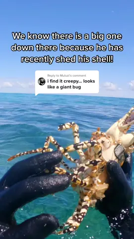 Replying to @Muluzi Find the shells and you will find the lobster 🔥🤙🏽 #fyp #lobster #nature #fishtok #foryou #fishing 