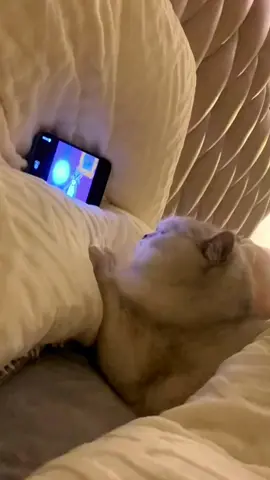 I really envy its life#kucing #cat #fyp #kucingtiktok #pet #funny #foryou #cute #pig 