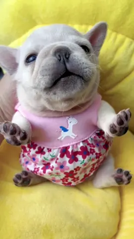 Got used to being hugged and held and I'm drawn to her, and every time I put it down, it cries #dog #pet #puppy #baby #cute #puppies #puppylove #puppydog #puppiesoftiktok #frenchie #french #frenchbulldog #frenchiesoftiktok #bulldog #doglover #dogsoftiktok