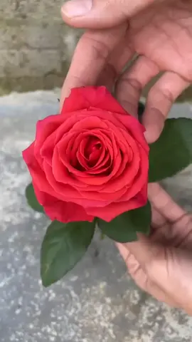 unique skill #rose #gardenrose #mawarmerah #tanammawar 