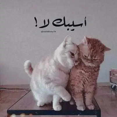 استيكرز واتس #واتساب #ميمز #ضحك 