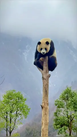 The higher you climb, the more lonely you feel?🤔#panda #pandaexpress #pandasoftiktok #cute #animalsoftiktok #cuteanimals #fyp #foryou 