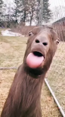 Goat Time today! 🐐 #explore #fypシ #trending #foryou #foryoupage #fyp #komedi #comedy #goat #gif #animals 