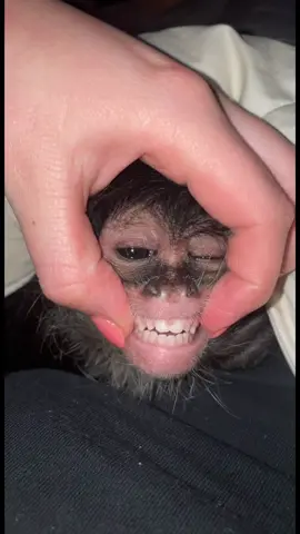 Replying to @pleasetouchmybigballs yes he has teeth! They grow k9s to! But abu didnt grow his in because abu does have some health issues!!! He is healthy  boy  now tho!! #fyp #animal #animals #like #comment #funny #monkey #spidermonkey #tiktok 