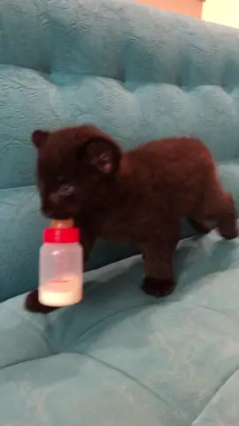 See to the end, this is a cool baby😎