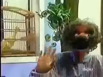 Coxinha - Vai vai timbora carniça!!