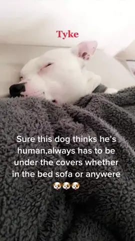 This dog thinks he’s a human 💙🐶💙🐶 #tyke #dog #human #dogsoftiktokviral #dogsoftiktok #viral #tiktok #fyp #foryoupage 