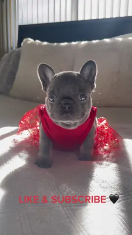 #chistmas #xmas #xmas2022 #pupp #puppiesoftiktok #fyp #fypシ #pet #pets #PetsOfTikTok #cute #frenchie #frenchbulldog #frenchiesoftiktok #girls #TheRealPussinBoots 