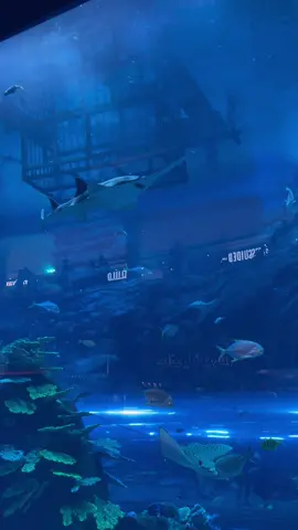 The aquarium at the Dubai mall what an amazing place #BurjKhalifa #DowntownDubai #wherelifehappens #dubailife #burjkhalifadubai #mydubai #visitdubai #dxb #aquarium