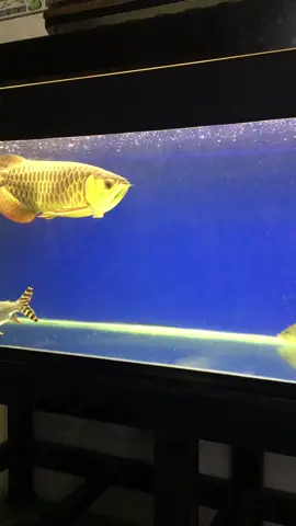 Vẻ đẹp của cá rồng kim long quá bối #carong #kimlong #mayman #xuhuong #trending #fyp 