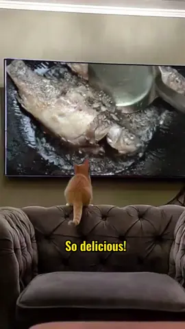 So delicious! I can’t wait to eat! #fyp #cute #funny #pet #petlover #cat #catlover 