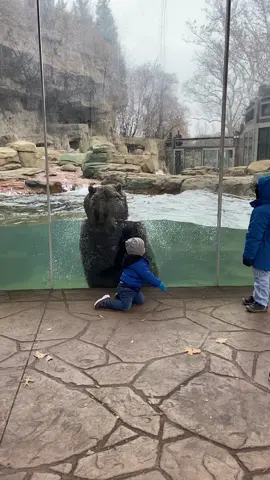 Huckleberry (Huck) the grizzly bear and Harrison interacting at the @stlzoo on 12.12.22. What an incredible experience! Listen closely to Harrison’s giggles, he loved it. Makes my momma heart soar! ♥️🐻#saintlouis #saintlouismissouri #saintlouiszoo #animalsoftiktok #animalinteraction #toddler #toddlersoftiktok #christmas #animals #fyp #viral #Love #MomsofTikTok #zoo #foryoupage #cute #todayshow #trending #duet #share #makesomeonesmile @todayshow @kmovstlouis #amazinganimals 