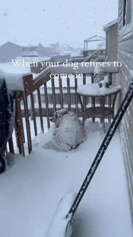 No wonder the neighbors grow concerned 😂 #northdakota #dogsinthesnow #snowdog #nodakwinters 