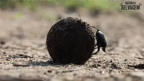 briga de besouro rola bosta #besouro