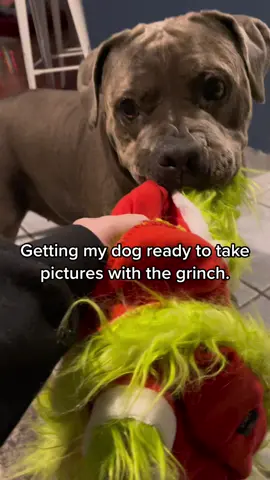Nala was mad her grinch costume didnt fit 🤣#thisisnalasworld #fyp #TheRealPussinBoots #pitbullsoftiktok #grinch 