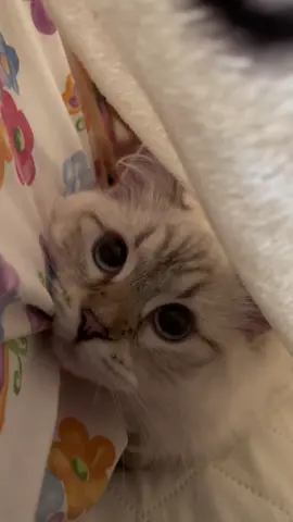 cutie mimi #catsoftiktok #fyp #siberiancat #adorable #cat #kitten #cutie #foryou #foru 