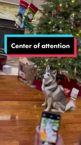 When your dog is always the center of attention 😂😂😂 #paparazzi #dogsoftiktok #runrunrudolph #christmas #holidays 