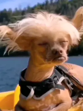 Funny face #pet #dog #funny #funnyvideos #dogsoftiktok #doglover #狗#宠物#搞笑#🤣🤣🤣 #face #style 