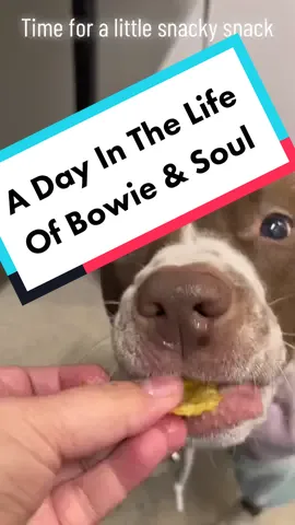 Here’s a basic day for my spoiled brownies Bowie and Soul. As you can tell they work very hard at being adorable. #spoileddog #spoiledpitbullsoftiktok #sparkpawsofficial #bowieandsoul #rednosepitbul #freckledpitbull #dogsofseattle #studiomascot #happypitbull #goodpoop #viciouspitbullcheck #itsahardlife #littermates #littermatelove #littermatesyndrome 
