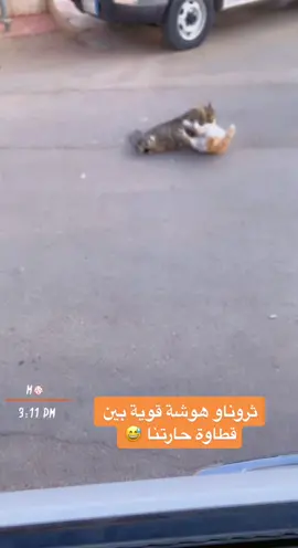 ابشركم تصالحو بالاخير وسلمو على بعض والامور طيبه 😂#foryou #اكسبلور #fyp 