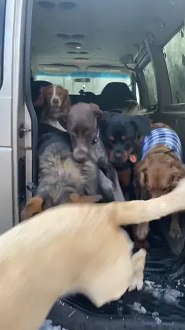 #dogwalkersoftiktok #dogtok #dogvideosoftiktok #packwalk #packwalking #packwalker #dogwalking #dogpack #doglovertiktok #dogrunning #dogtoktik #dogpackwalker 