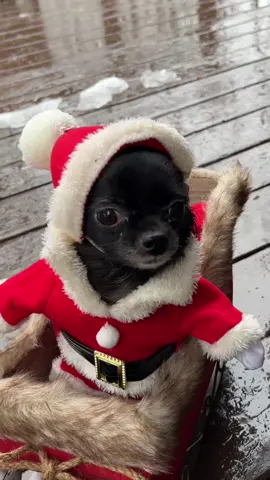 Santa Puddin 🥹❤️ #1jolly1 #TheRealPussinBoots #santa #christmas 