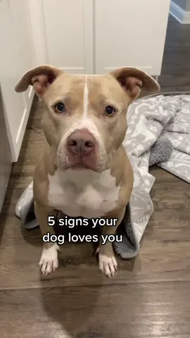 Does your dog do any of these? #dogs #dogsoftiktok #pittie #pitbull 