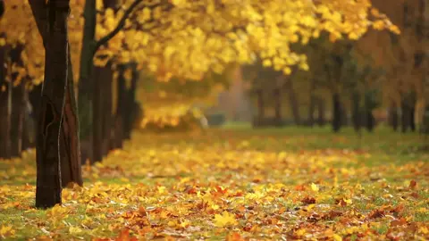 Autumn Nature Scene #nature#photography#NaturePhotography#natureTikTok#GetOutdoors#landscape#camping#fyp#viral#TikTok#ViralVideo#satisfying#slime#Asmr